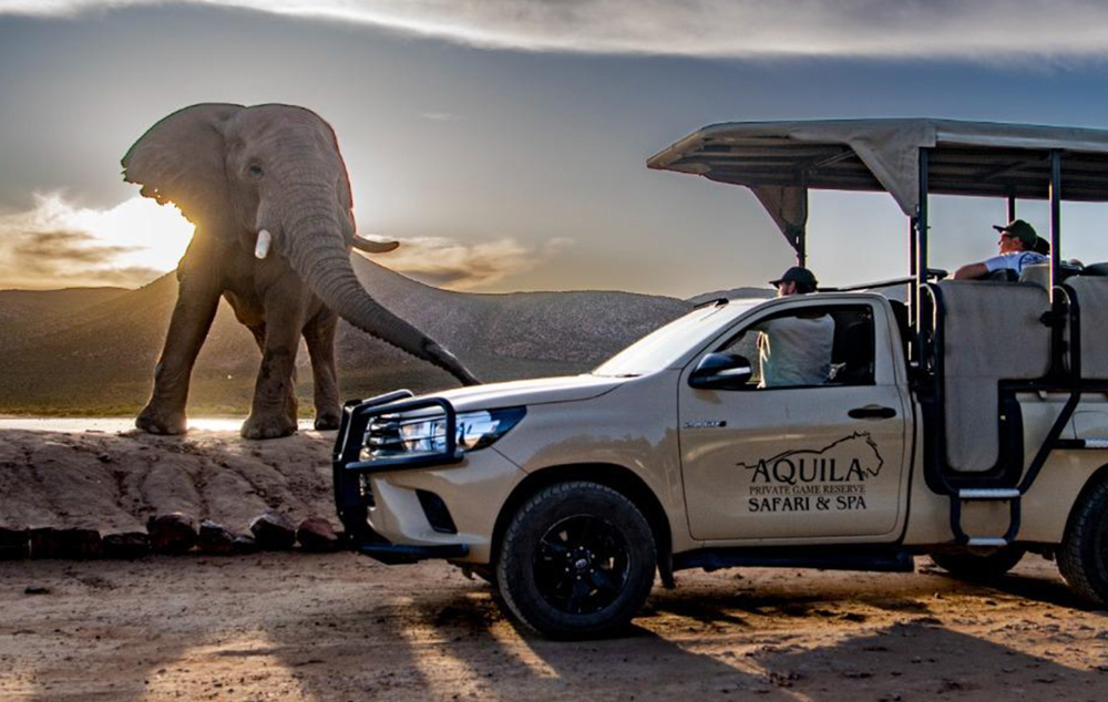 Elephant standing next to a game drive vehicle at Aquila Safari, included in the travel itinerary highlights.